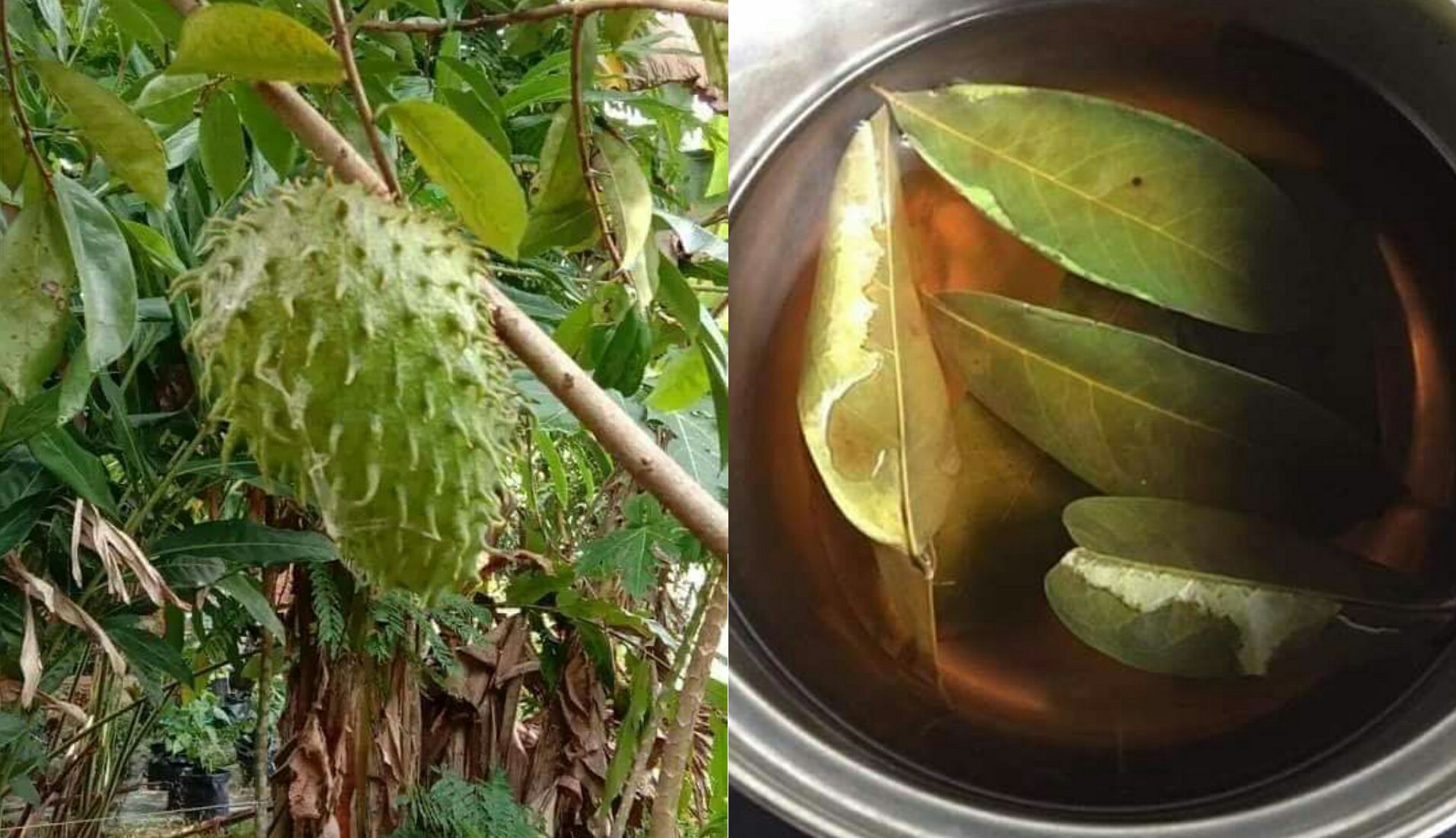Belanda durian Khasiat Durian